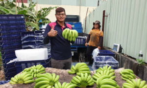軍職退伍返鄉種香蕉 32歲種出銷量
