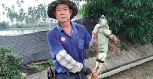 綠鬣蜥肆虐萬丹紅豆田 光萬丹今年就捕獲3,018隻