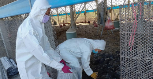 屏東鹽埔土雞場感染禽流感　撲殺1萬9,677隻黑羽土雞