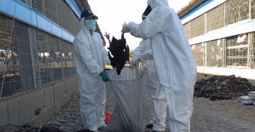 屏東鹽埔土雞場確診H5N1禽流感 撲殺9,583隻黑羽土雞