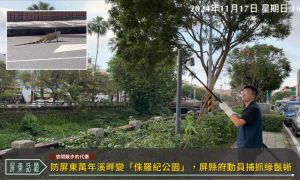 防屏東萬年溪畔變「侏羅紀公園」　屏縣府連兩日動員捕抓綠鬣蜥