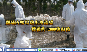鹽埔肉鴨場驗出禽流感 撲殺約12000隻肉鴨