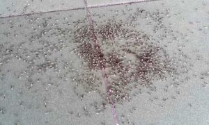 今早東港萬隻螞蟻搬著食物遷巢 代表什麼徵兆？