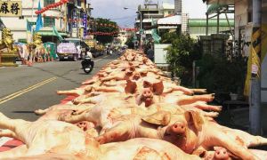 屏東大馬路上擺滿神豬 原來是30年一次的土地公做醮