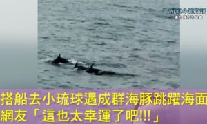 影/搭船去小琉球遇成群海豚跳躍海面 網友「也太幸運了」