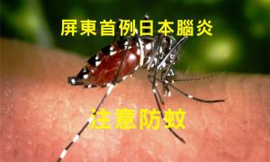 注意防蚊》首例日本腦炎在屏東 致死率高達30％