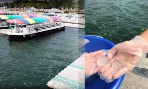 大鵬灣岸邊驚見10萬隻水母 遊客捧手心像極「水晶寶寶」