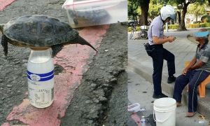 老翁屏東公園前賣烏龜 烏龜放水瓶上涉虐待惹眾怒