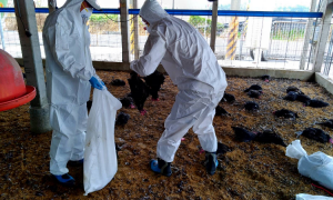 屏東鹽埔鄉傳出禽流感 3萬隻土雞全撲殺