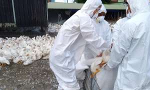 萬丹有肉鴨場感染禽流感 現場撲殺5119隻肉鴨