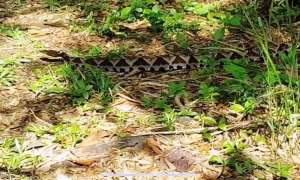【影】爬山注意! 屏東白賓山步道出現2米長百步蛇