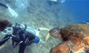 影/潛水遭海龜迎面撞擊 小琉球海洋明星曝光
