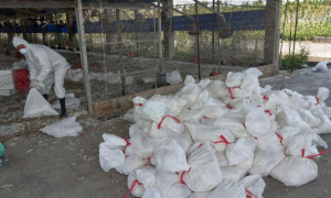 萬丹1處蛋中雞場主動通報  昨日確診感染禽流感