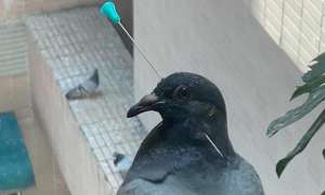 影/屏東大樓出現虐鳥怪客 多隻鴿子被針頭穿身