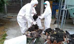 鹽埔鄉土雞場通報感染禽流感 撲殺15,826隻黑羽土雞