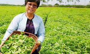農遊券屏東出現掃貨潮 竹林有機農場蔬菜麵與蘿勒茶受歡迎