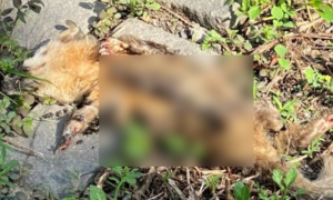 內埔鄉首例鼬獾驗出狂犬病 防疫所呼籲施打犬貓狂犬病疫苗