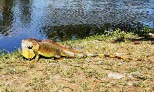 麟洛濕地公園驚見超大綠鬣蜥 網友「那邊超多隻」