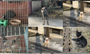 什麼都偷連雞狗都要偷... 東港警方查獲「偷雞摸狗」慣竊