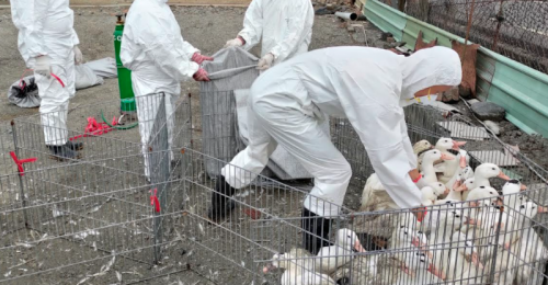 屏東肉鴨場確診H5N2禽流感 889隻肉鴨執行撲殺
