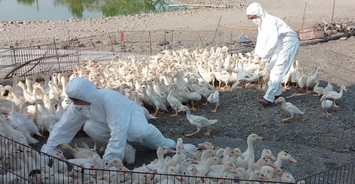 屏東縣肉鴨場驗出禽流感 撲殺1,350隻肉鴨
