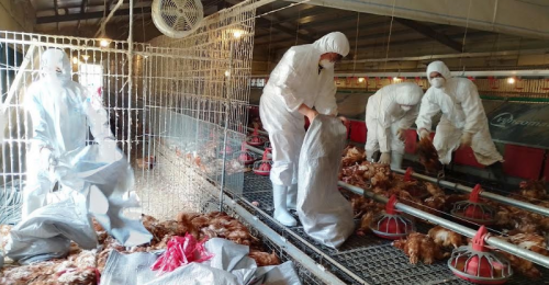 鹽埔鄉蛋雞場主動通報驗出禽流感 現場撲殺8,599隻蛋雞