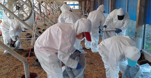 潮州鎮土雞場感染H5N1禽流感　撲殺18,575隻黑羽土雞