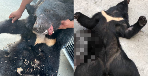 屏東霧臺3年內4隻台灣黑熊遭獵殺　屏東地檢起訴9人