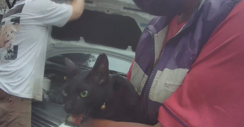 潮州車站外有飼主帶貓出門 受驚嚇鑽進路邊車輛引擎