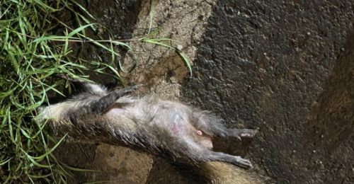 屏東鼬獾狂犬病今年累計五例！加開10/31恆春、車城免費疫苗