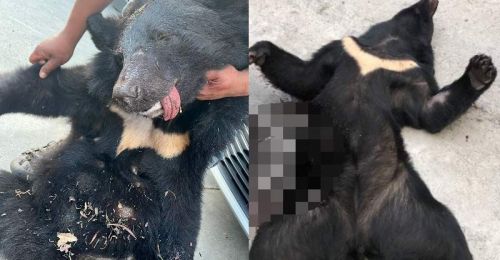 屏東霧台4黑熊遭獵殺判無罪！屏檢上訴：非營利自用不是保護傘