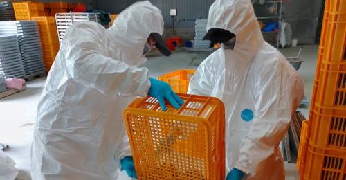 屏東今年第二起！鹽埔鄉鵪鶉場確診H5N1禽流感 現場撲殺78,180隻鵪鶉