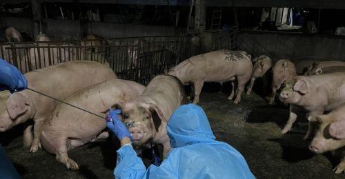 屏東九如養豬場違法餵廚餘！ 還被抓到無登記飼養百頭豬　遭縣府重罰43萬